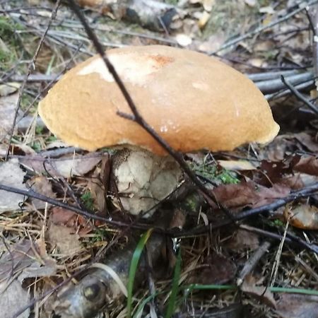 Apartmán G4 Maty Frymburk Esterno foto