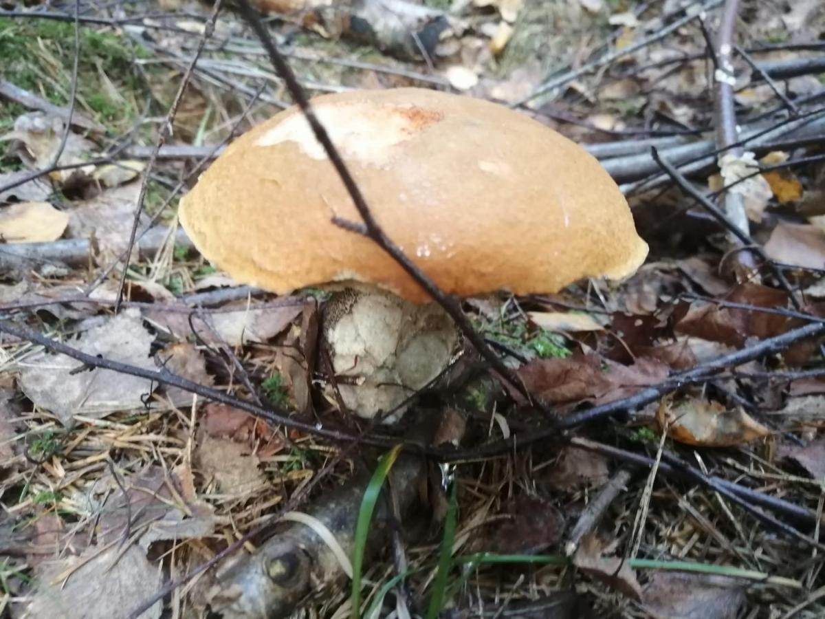 Apartmán G4 Maty Frymburk Esterno foto